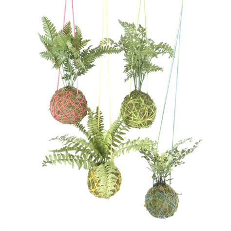 Kokedama - "Moss Ball" Creations | Swann Agencies