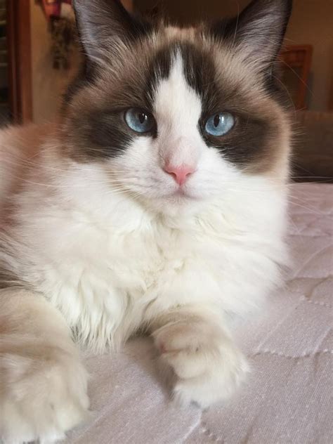 Calico Ragdoll Cats – Stunning Kitties With Beautiful Blue Eyes – CatsInfo