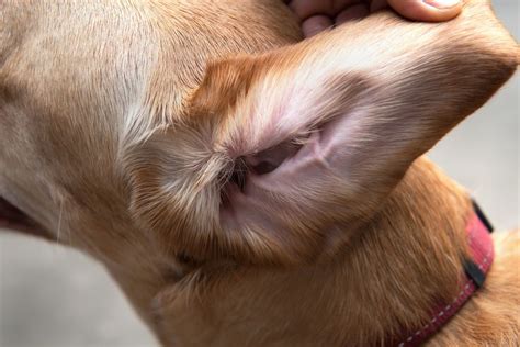 Dog Ear Mites Vs Yeast Infection