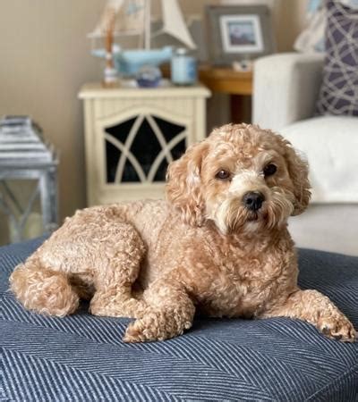 Hypoallergenic Lap Dogs