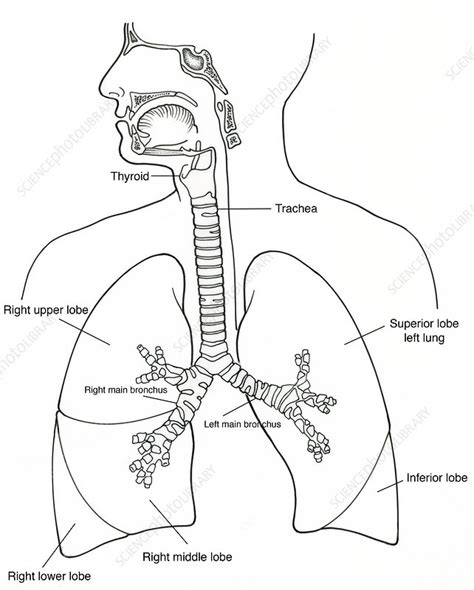 Illustration of Respiratory System - Stock Image - F031/5320 - Science Photo Library