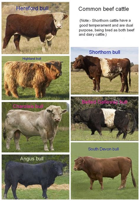 Differences Between Dairy Cows and Beef Cows #Cattle | Dairy cows, Dairy cattle, Beef cow