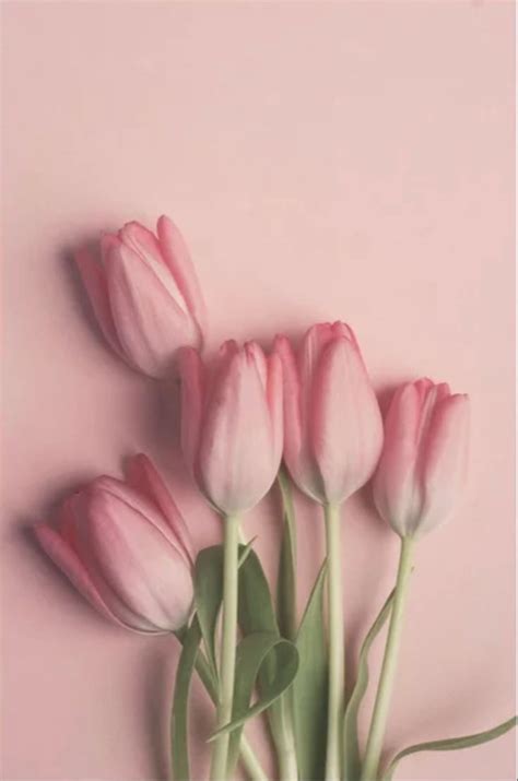 Pretty Pink Tulips Art Print by joystclaire | Society6 | Flower ...