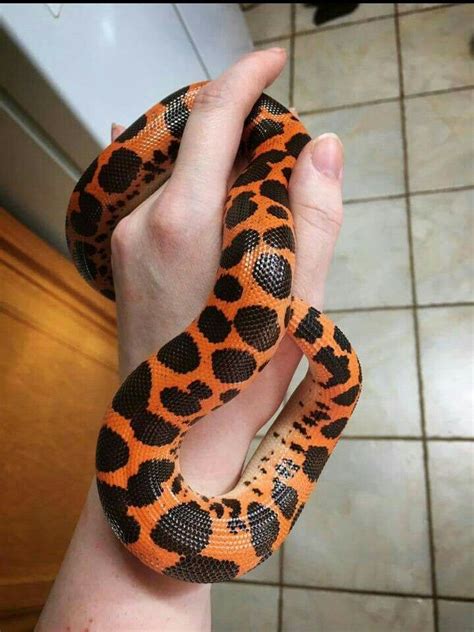 Kenyan sand boa with an interesting pattern! | Pet snake, Cute snake, Baby snakes