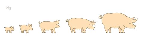 Pig Farm Breeding Pigs Set Stages Of Pig Growth Pork Production Cattle Raising Piglet Grow Up ...