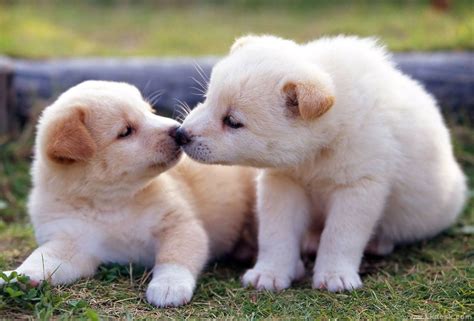 Download Puppy Wallpaper