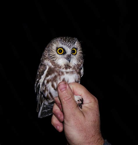 Saw-whet owl banding | The River Reporter