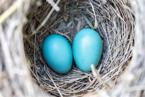 What birds lay blue eggs? | Identify blue egg species of birds