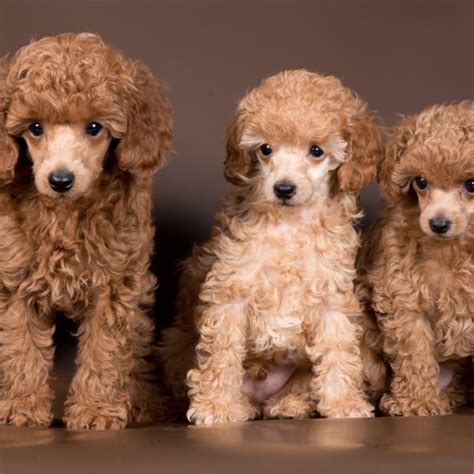 5 Facts About Miniature Poodles | Greenfield Puppies