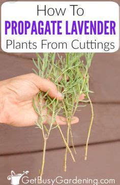 540 Plant care 22 ideas in 2022 | plant care, plants, planting flowers | How to propagate ...