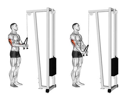 Triceps Rope Pushdown - How to Instructions, Proper Exercise Form and ...