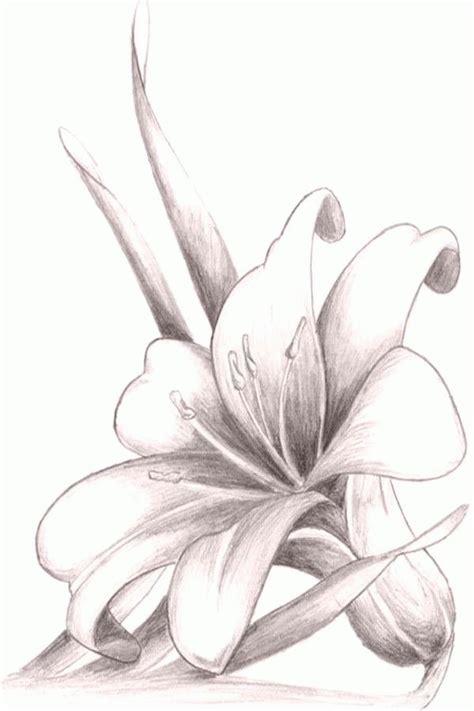 Easy Flower Pencil Drawings For Inspiration in 2020 | Flower drawing ...