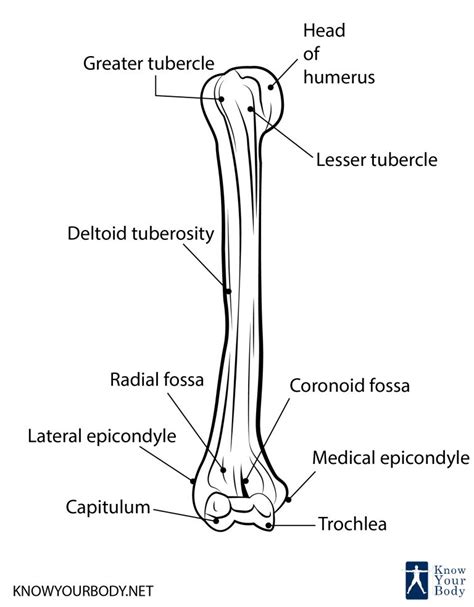 Humerus Bone - Anatomy, Location, Function and FAQs