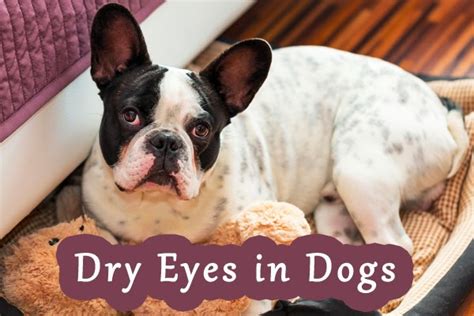 Pet Care Tips: Dry Eyes in Dogs – Causes and Solutions