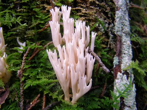 Blue Jay Barrens: Coral Fungi