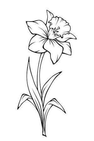 Locket Vector Art Narcissus flower isolated on white. Vector black and white line art ...