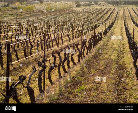 Pruned Vineyard in the Spring. Rows of grape vines, heavily pruned Stock Photo: 67810884 - Alamy
