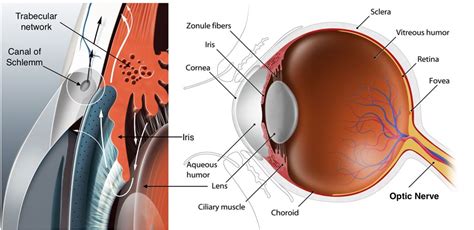 Glaucoma Filtration Surgery (Trabeculectomy) - Glaucoma Associates of Texas