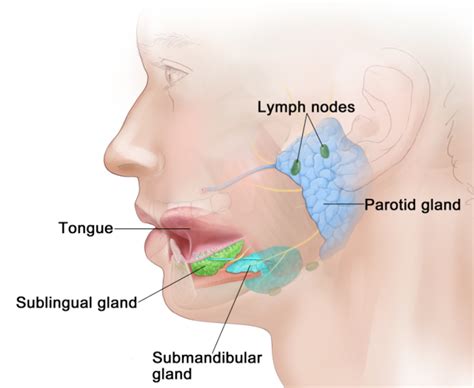 Wharton's duct is the duct of А. Submandibular salivary gland. B. Parotid gland. С. Sublingual ...