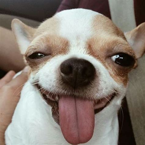 Chihuahua Tongue Out - Pets Lovers