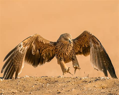 Eastern Imperial Eagle Photograph by Ahmed Sobhi - Fine Art America