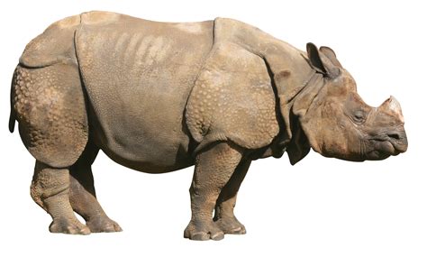 Rhino PNG transparent image download, size: 1600x964px