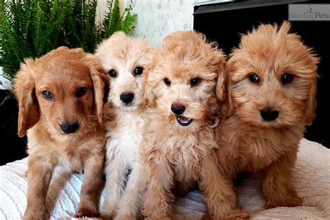 Mini Golden: Goldendoodle puppy for sale near Madison, Wisconsin. | d73f700f-2a11