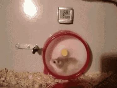 Hamster Wheel Crash GIF - Hamster Wheel Crash - Discover & Share GIFs