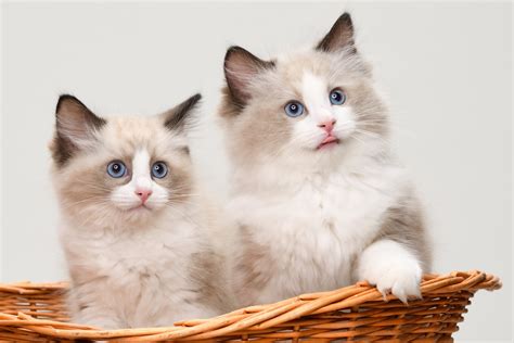 Ragdoll Kitten Appears Upset Until Owner Adopts a 'Bestie' for Him ...