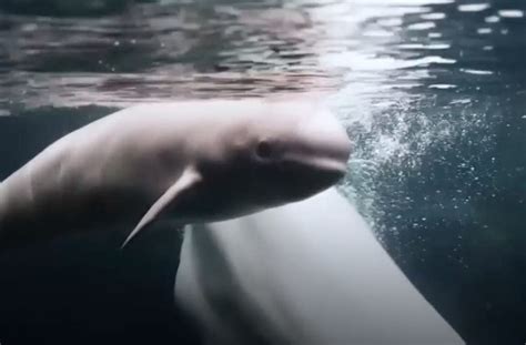 Georgia Aquarium welcomes adorable baby beluga whale