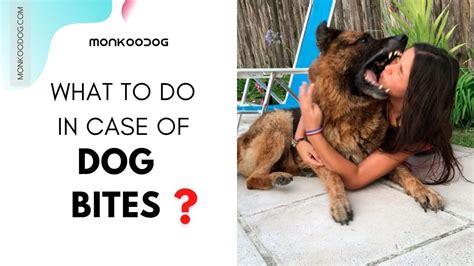 Dog Bites: Preventing Infections and Treating Injuries - Monkoodog