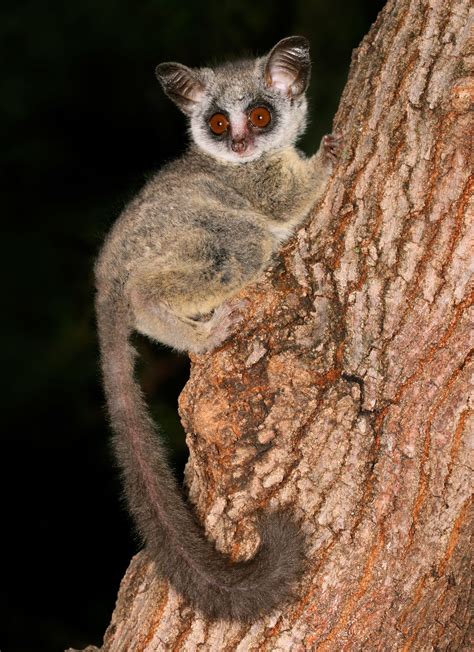 Galago