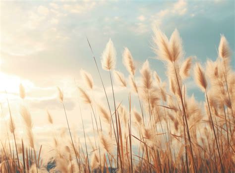 Dried grass and sky background 27777181 Stock Photo at Vecteezy