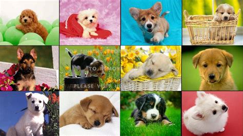 Cute Animal Collage Wallpapers - Top Free Cute Animal Collage Backgrounds - WallpaperAccess