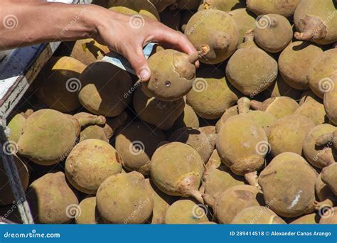 Zapote Fruit for Sale Supermarket Stock Photo - Image of frame, asia ...