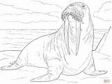 Adult Male Walrus coloring Page  Free Printable Coloring Pages sketch template
