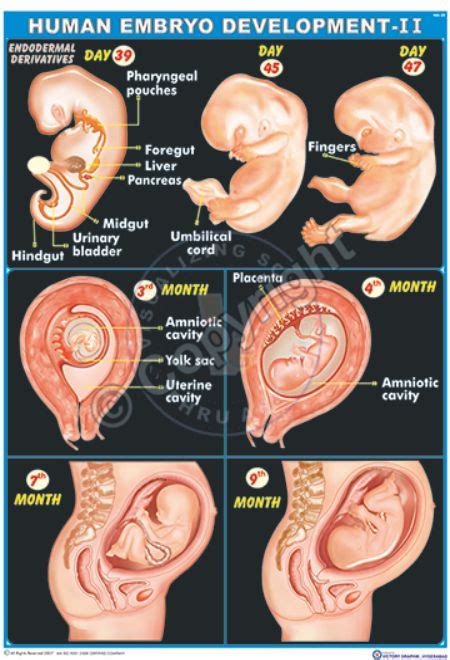 Victory Graphik | HA-25 Human Embryo Development – II