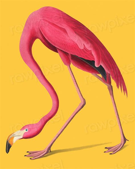 Vintage Illustration of Pink Flamingo. | Premium Photo - rawpixel