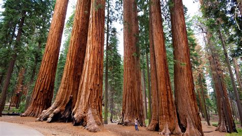 Visit Sequoia National Park: Best of Sequoia National Park Tourism ...