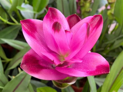 Turmeric Plant Flower