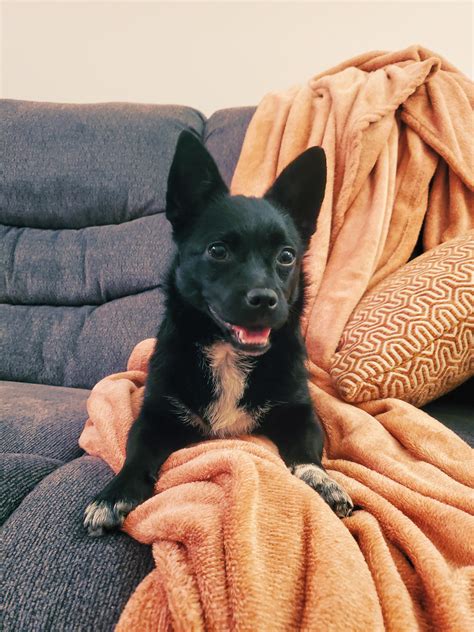 Rosie! Our Corgi/Schipperke mix : r/aww