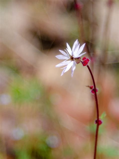 Columbia River Gorge Wildflowers - The Outdoor Adventure Kind