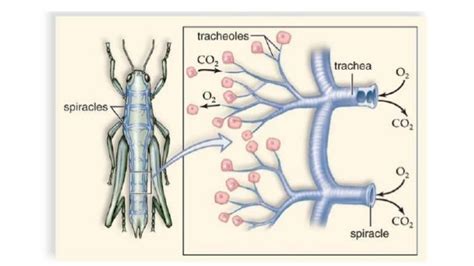 Respiratory system of insects ppt