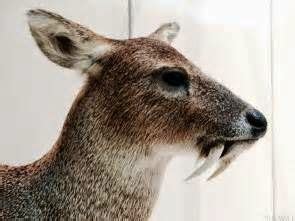 HodentekPlus: Fanged musk deer, near extinct, but not history