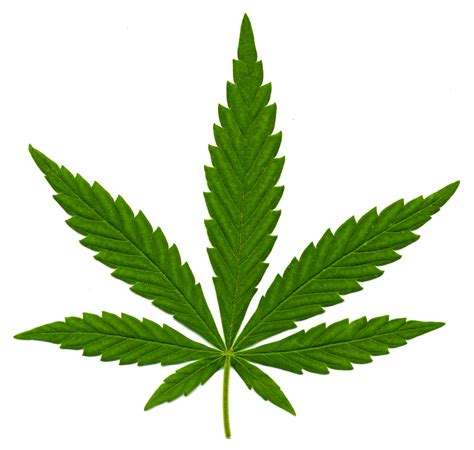 What is Indica Marijuana | Marijuana World News