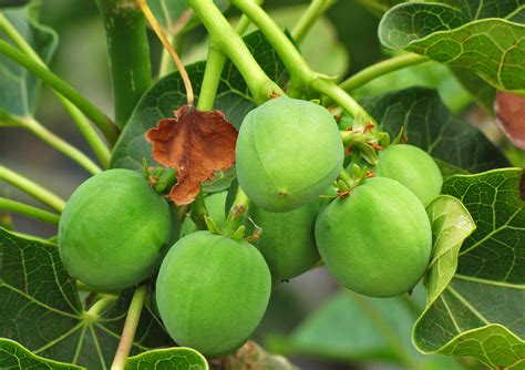 Jatropha: The Biofuel that Bombed Seeks a Path to Redemption - Transport Energy ...