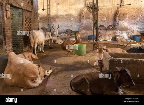 Cows in Goshala - protective shelters for cows in holy Hindu city Vrindavan, India Stock Photo ...