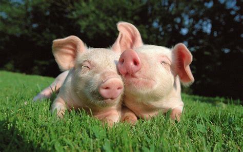 Cute Pig Wallpapers - Wallpaper Cave