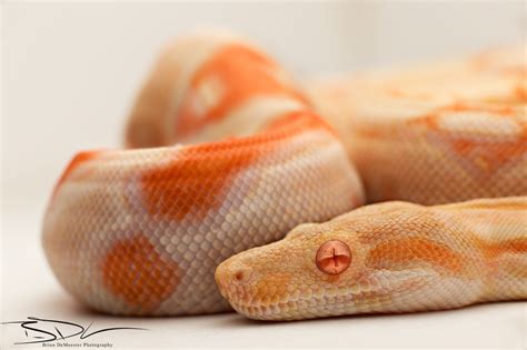 Pin by Alex Mylo on Albino Boa Constrictor | Reptiles and amphibians ...