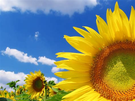 Sunflower Wallpapers, Natural Sunflower Wallpapers Image, #19819